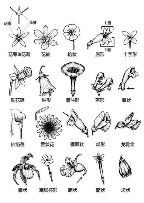 花形状|花的形态结构 